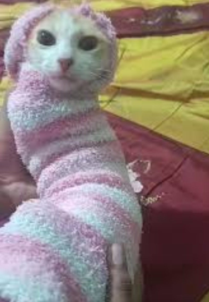 ElRoro__'s tweet photo. El frio que hace hermano estoy asi https://t.co/B8JUmXlUzT