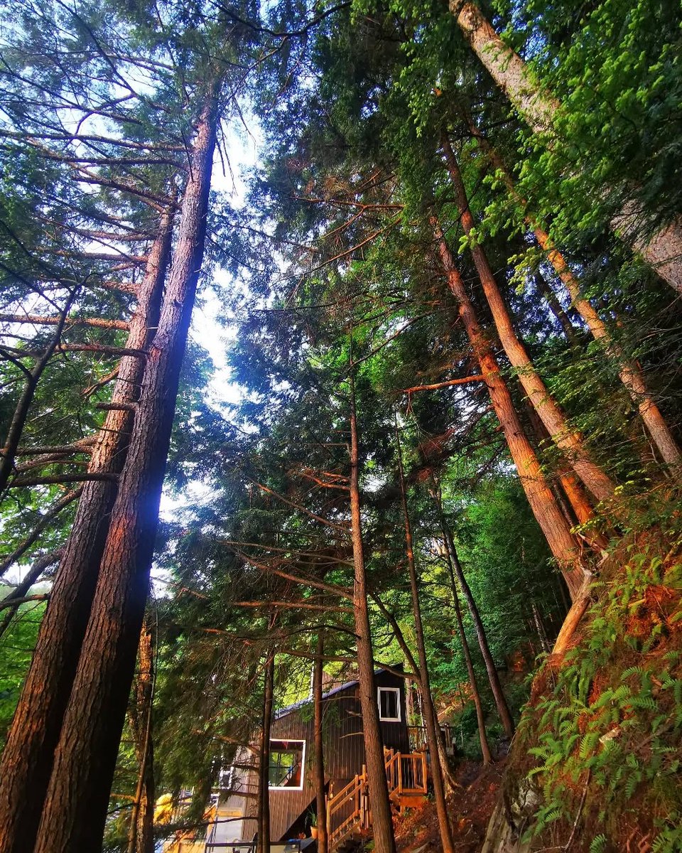 Where towering pines meet cozy cabin vibes

📸 @thewatersedgesprucelake
📍Spruce Lake 

#ComeWander #OntariosHighlands #SpruceLake #TheWatersEdgeSpruceLake #TheWatersEdge #Haliburton #HaliburtonHighlands #MyHaliburton #MyHaliburtonHighlands