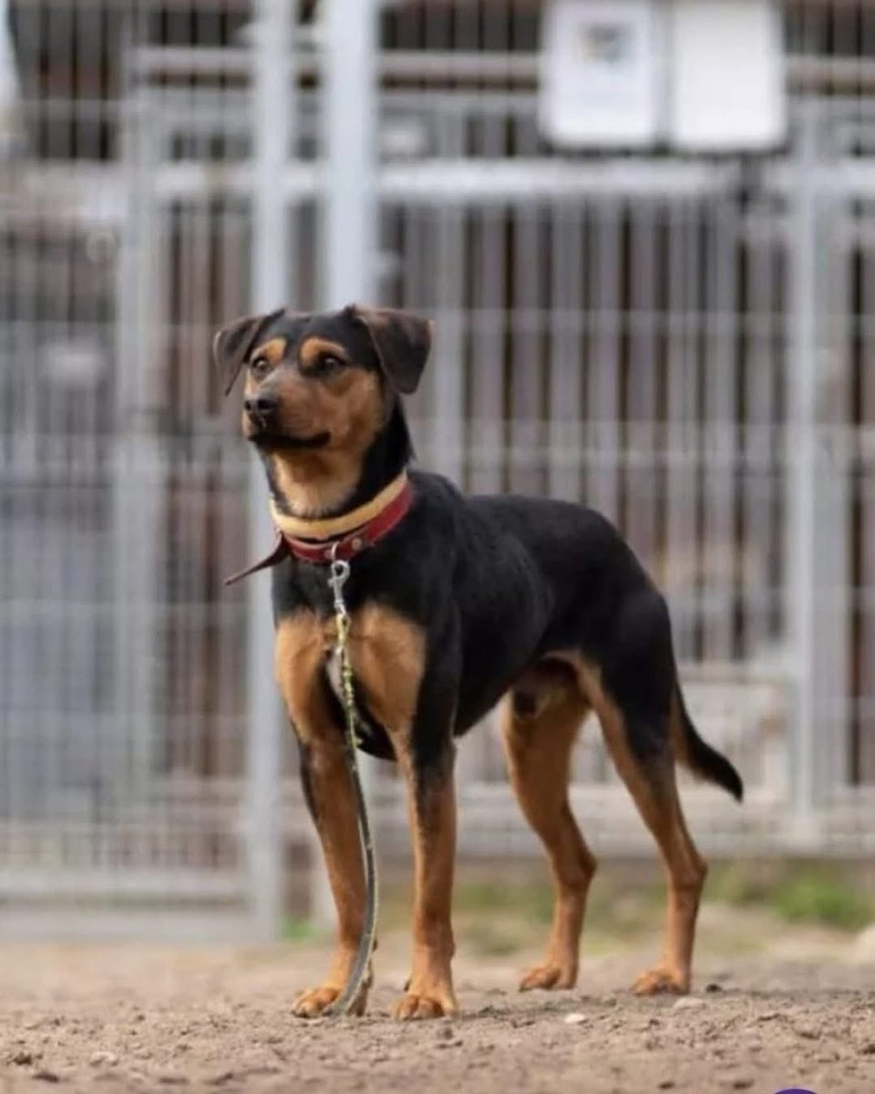 MOKOTÓW - URSYNÓW
28.06 ok 12:00 zaginął Wedel. 
Wystraszył się spadającej gałęzi pod swoim domem w okolicy Królikarni. Uciekł Puławską w stronę Metra Wilanowskajest psem specyficznym. Nie podjedzie do osoby obcej.
Nie wołać i nie gonić! 

☎️ 604 620 684 opis psa w komentarzu