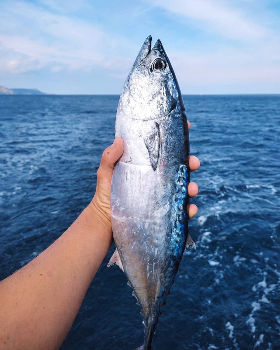 Un restaurant caníbal a Berlín (@canibalberlin) on Twitter photo Us descobrim la melva: una tonyina petita que es pesca al Mediterrani i que, malgrat ser boníssima, malauradament té molt poc valor econòmic perquè és força desconeguda 🔪 La reivindiquem amb Cristina Caparrós (@laplatjeta <a href="/donesdelamar/">Associació Catalana de Dones de la Mar</a>)
▶ tinyurl.com/3k89zdct Us descobrim la melva: una tonyina petita que es pesca al Mediterrani i que, malgrat ser boníssima, malauradament té molt poc valor econòmic perquè és força desconeguda 🔪 La reivindiquem amb Cristina Caparrós (@laplatjeta <a href="/donesdelamar/">Associació Catalana de Dones de la Mar</a>)
▶ tinyurl.com/3k89zdct