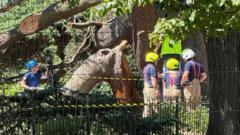 TOPXNews's tweet image. 🌳 A tragic incident: A tree that claimed a child&apos;s life had been propped up for decades, with supports dating back to the &apos;90s. This raises serious questions about safety and maintenance of aging trees in public spaces. 🛠️ #TreeSafety #PublicSafety #CommunityResponsibility