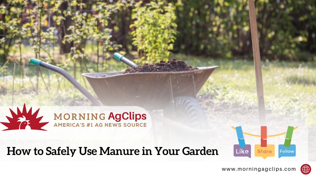 Waste from dogs, cats, and pigs should never be used, as it poses a high risk of transmitting harmful parasites. Manure from farm animals like poultry, cattle, horses and small ruminants can be safe.

Read on: hubs.la/Q03tCpfm0 

#gardening #gardens #gardenlover