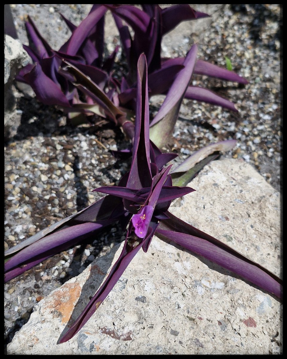 Een detailfoto die we maakten in de nieuw geopende Evolutietuin bij <a href="/UUBotu/">Botanische Tuinen UU</a>. Meer foto's en uitgebreidere info vind je op ons Bluesky-profiel: bsky.app/profile/milieu…