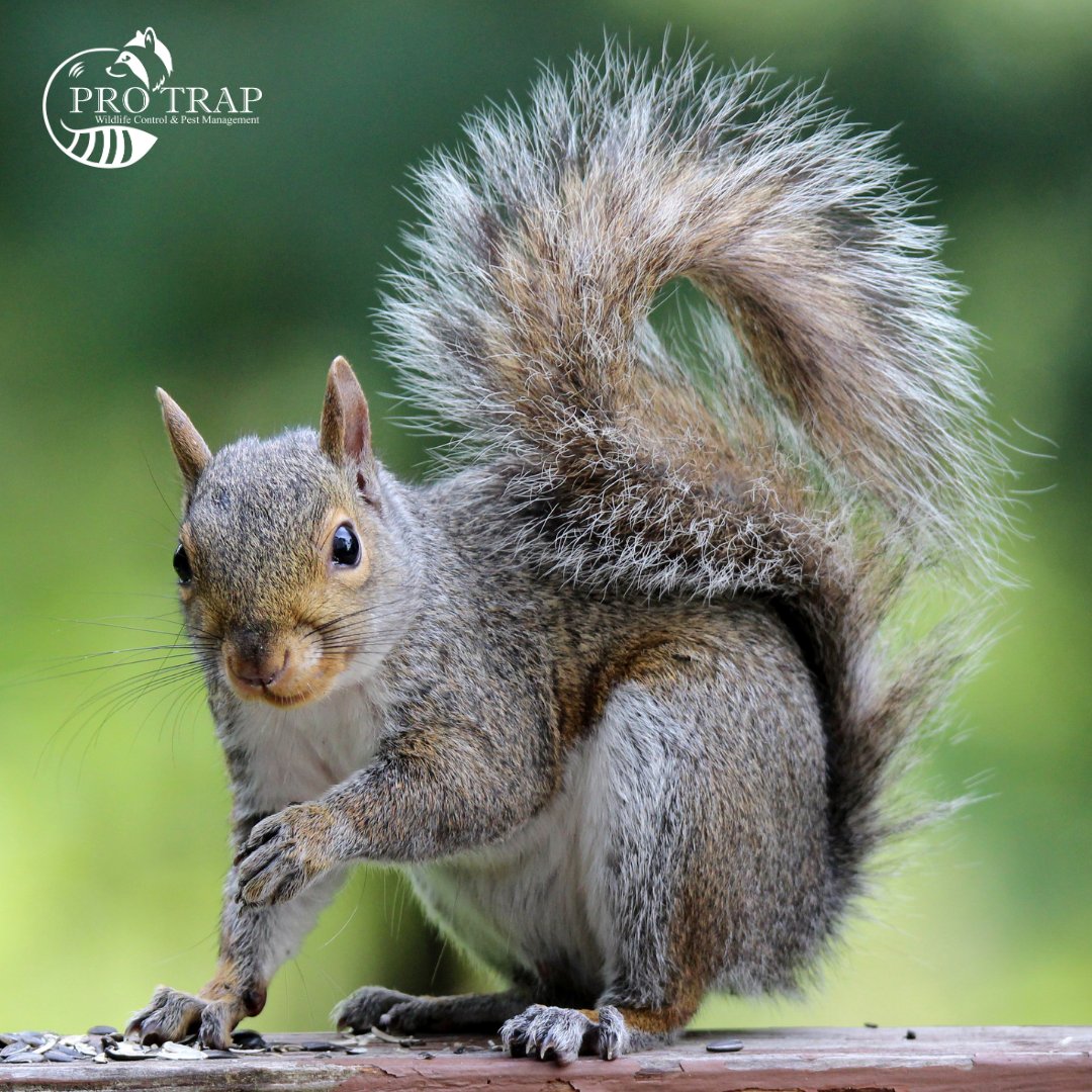 🐿️ Squirrels may be cute, but not when they’re in your attic.
They chew, nest, and rack up damage fast.

📍 Ontario folks: Hear scratching? Spot a chewed vent?
Call Pro Trap: (226) 350-7378

#SquirrelRemoval #WildlifeControl #ProTrap