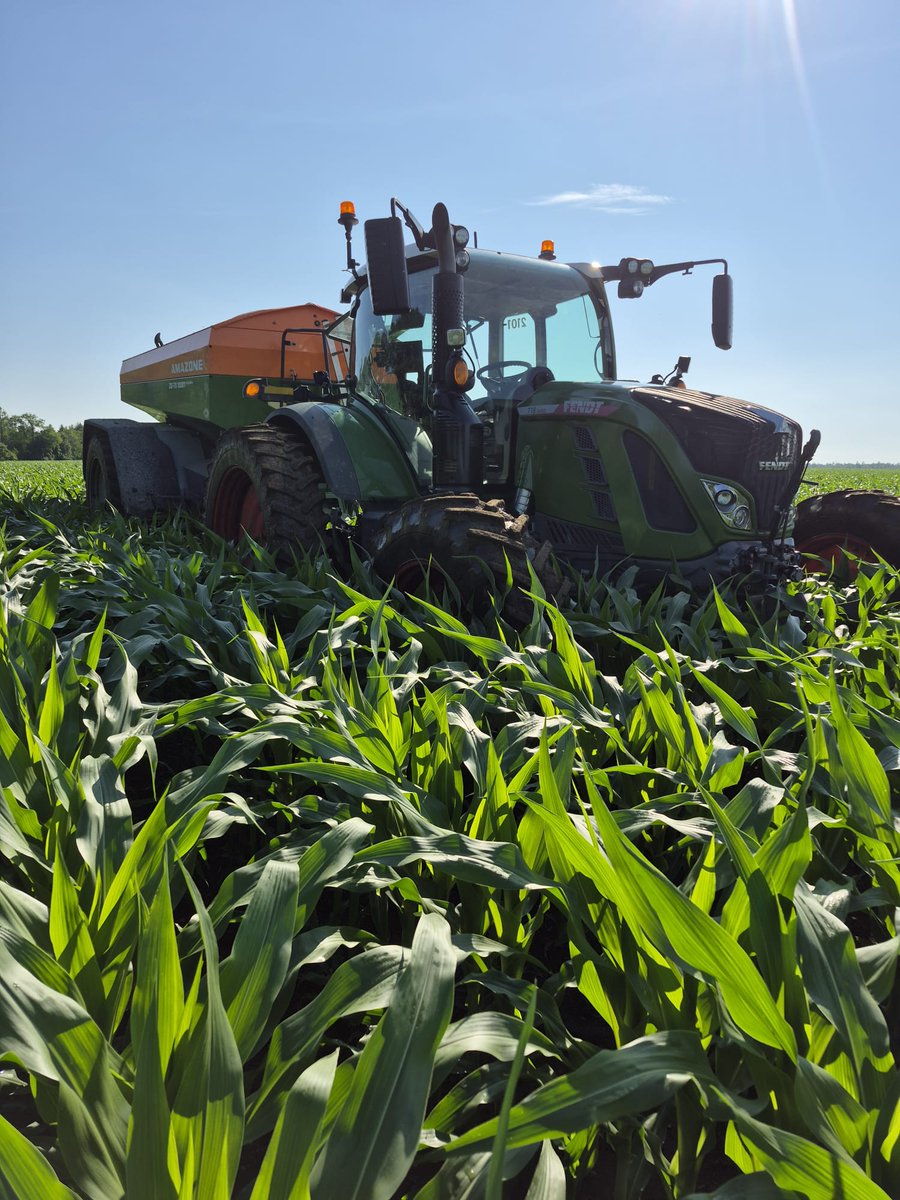 HighlandWayne's tweet image. Corn at the highest elevation in Ontario is growing rapidly after an inch of rain