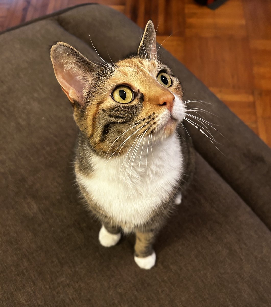 Penny The Cat tweet media