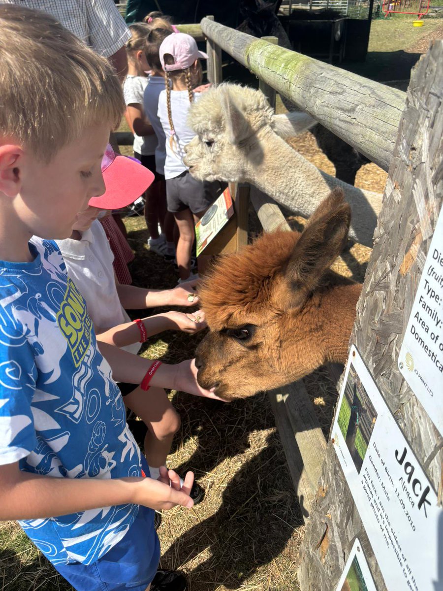 GCPYEAR2's tweet photo. We had a great time today at @nunnysfarmcic meeting the animals and revisiting our learning from our #gcpscience and #gcpgeography lessons! @PrimaryGreat #Community #DelightandJoy https://t.co/T0p5SYLauF