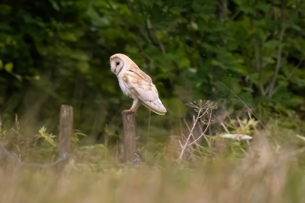 mikesaltsman194's tweet image. Well yes Im obsessed but they really are beautiful creatures and this fella was literally feet away from me no screeches saw me plenty of times and carried on regardless truly a moment ill never forget @CanonUKandIE @BarnOwlTrust @AP_Magazine @OutdoorPhotoMag