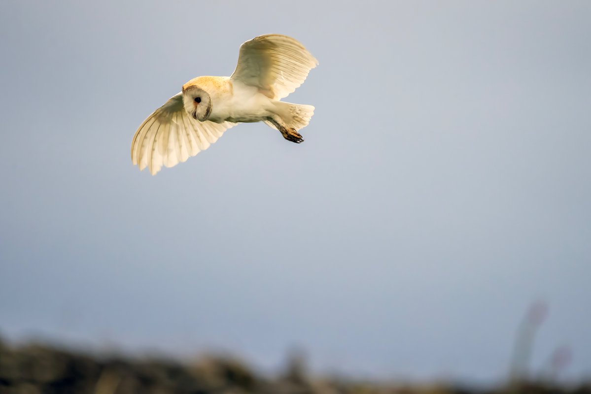 mikesaltsman194's tweet image. Well yes Im obsessed but they really are beautiful creatures and this fella was literally feet away from me no screeches saw me plenty of times and carried on regardless truly a moment ill never forget @CanonUKandIE @BarnOwlTrust @AP_Magazine @OutdoorPhotoMag