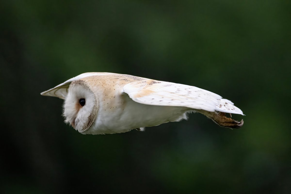 mikesaltsman194's tweet image. Well yes Im obsessed but they really are beautiful creatures and this fella was literally feet away from me no screeches saw me plenty of times and carried on regardless truly a moment ill never forget @CanonUKandIE @BarnOwlTrust @AP_Magazine @OutdoorPhotoMag
