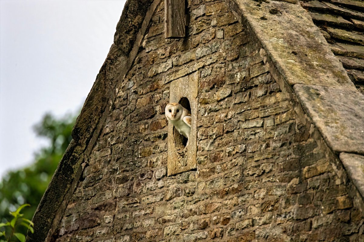 mikesaltsman194's tweet image. Well yes Im obsessed but they really are beautiful creatures and this fella was literally feet away from me no screeches saw me plenty of times and carried on regardless truly a moment ill never forget @CanonUKandIE @BarnOwlTrust @AP_Magazine @OutdoorPhotoMag
