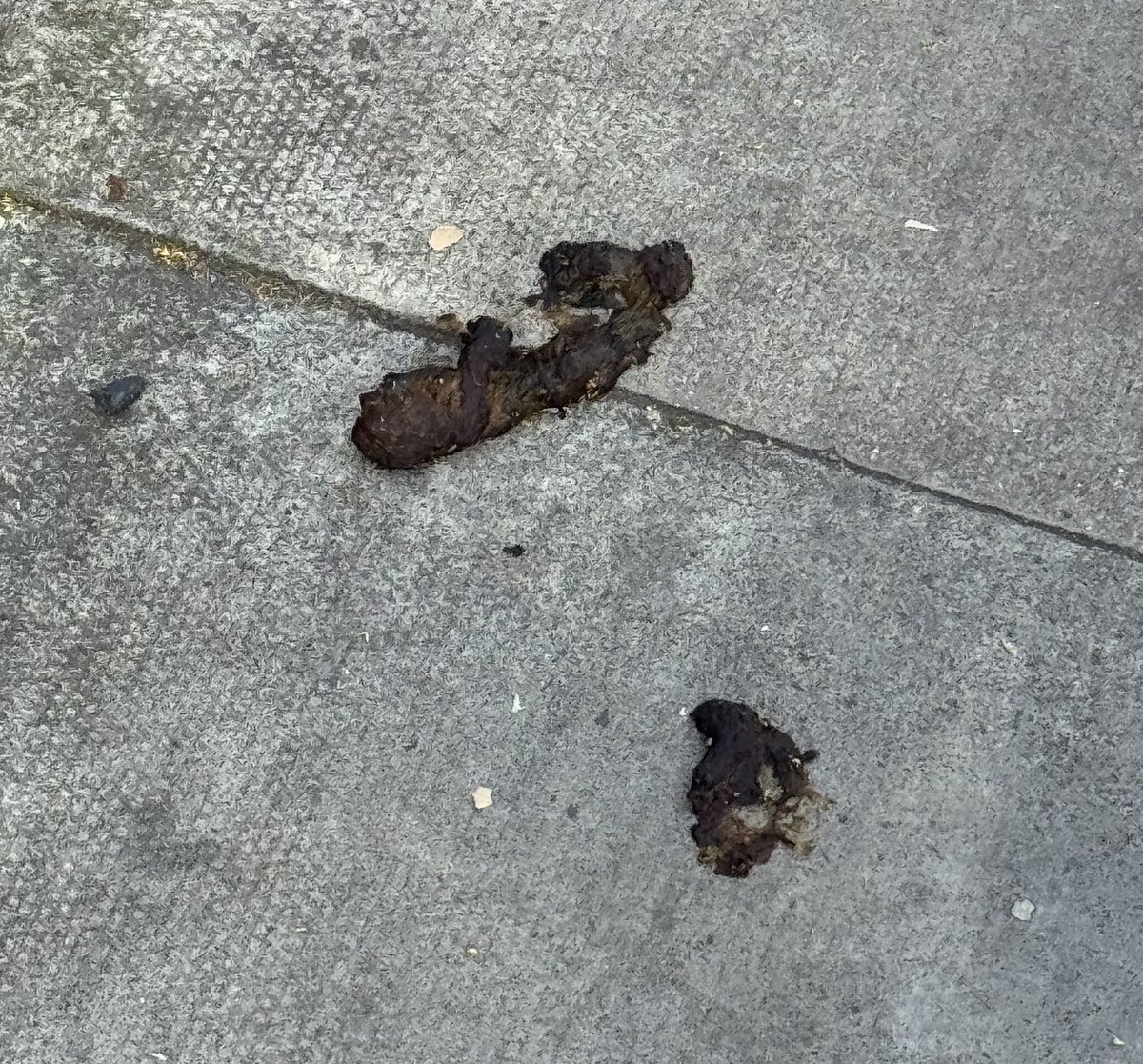 Shitilante's tweet photo. Maltby street market: great food if you can avoid the minefields 💩 @pouletvoulez Please sign this petition to help keep the streets of Southwark clean: https://t.co/rJWlyfrYmb https://t.co/X5jdKS2Jte