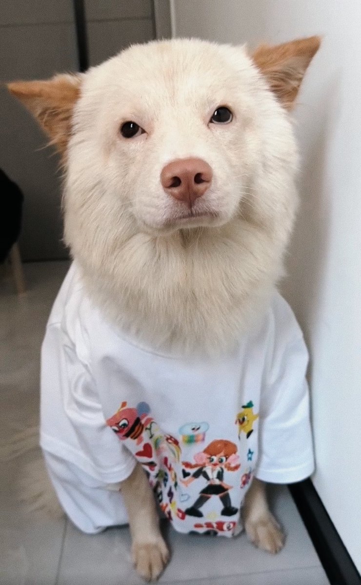 PostsOfDogs_'s tweet image. the little dog disdain