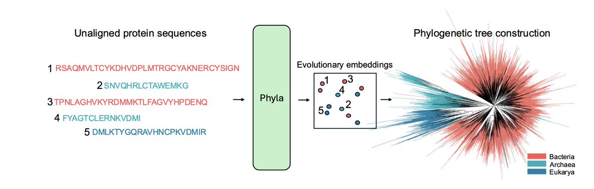 Sequence Modeling Is Not Evolutionary Reasoning

１．This paper makes a bold claim: despite widespread belief, protein language models (PLMs) do not inherently learn evolutionary relationships. Their success on tasks like masked prediction does not imply phylogenetic reasoning