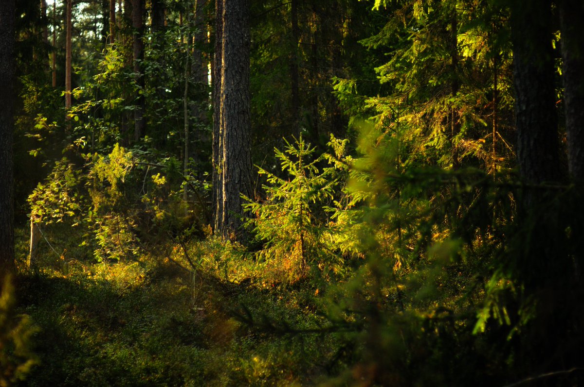 le murmure 🌲in the last summer 
#photograghy #forest