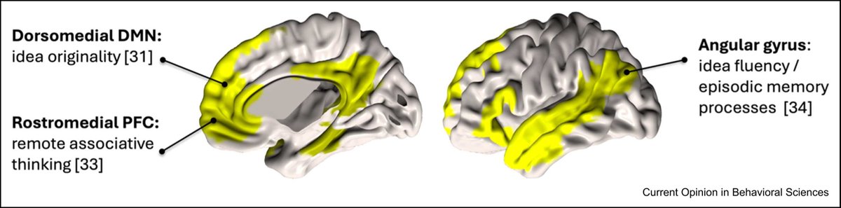 Simone_Luchini's tweet image. How does the DMN contribute to creativity?
Our new review with @Roger_Beaty and Emmanuelle Volle explores 4 novel trends in research: (1) causal links to creative abilities, (2) associative thinking, (3) idea evaluation, and (4) diverse functional integration.