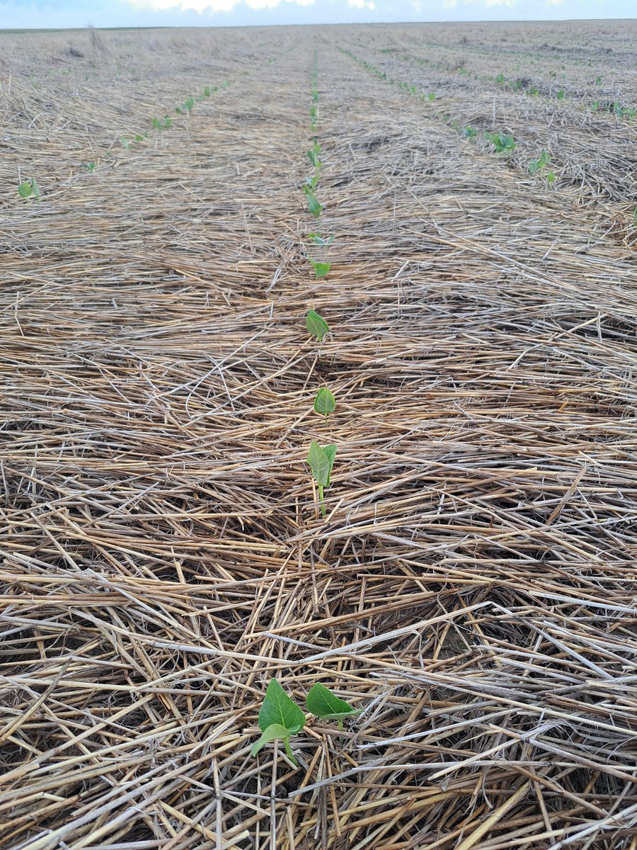 #notill