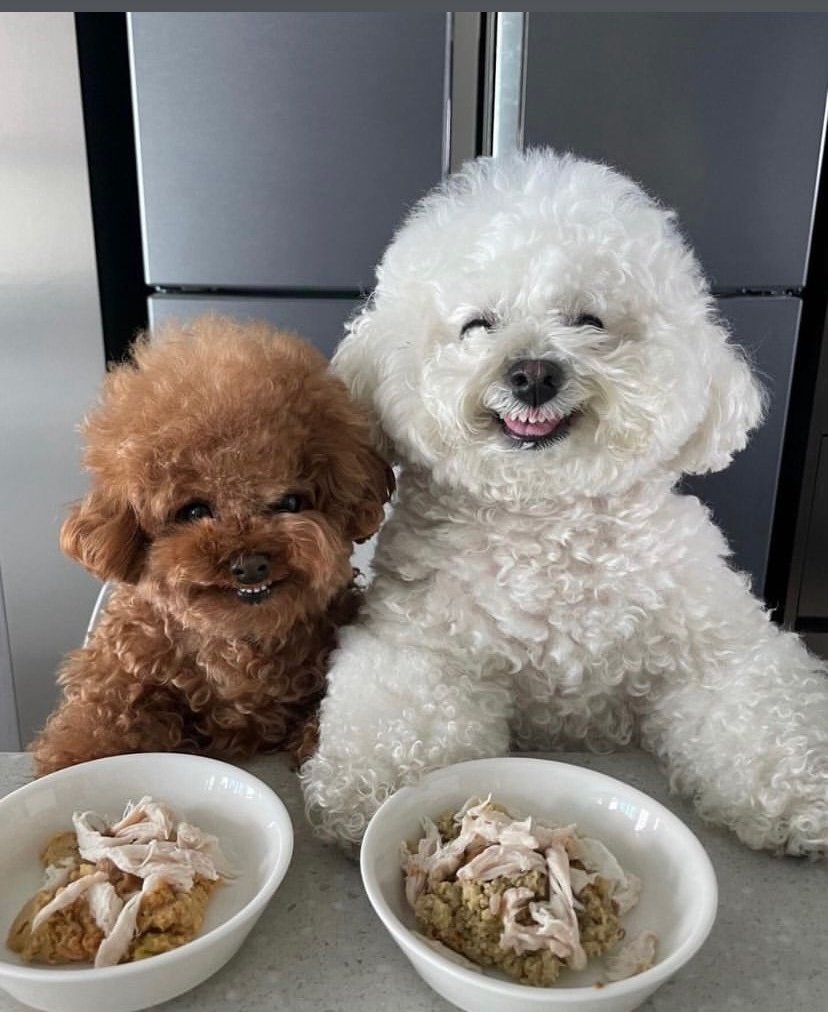 esohe_crypt's tweet image. GM CT,
One of my dogs woke me up this morning
rolling around my room like he owns the place. π
And this random thoughts hit me
Why do we love dogs this much?
Why do we let them into our homes, our routines, our hearts?
Something about it just hit me.
Stay with me. π§΅π