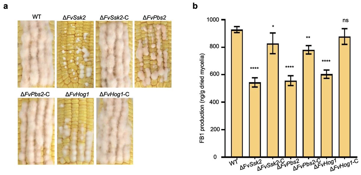 🚨 NEW RESEARCH! How the FvHOG1-MAPK pathway drives the virulence of Fusarium verticillioides.
#PlantPathology #CornDisease #Fusarium #Mycotoxins #PlantHealth
link.springer.com/article/10.100…