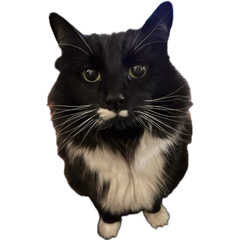 Tricktroke's tweet photo. @Space_blackout Oh hurrah!!!🥳 🖤🖤🖤
Spook says hello 🤣 https://t.co/noa7YTRKER
