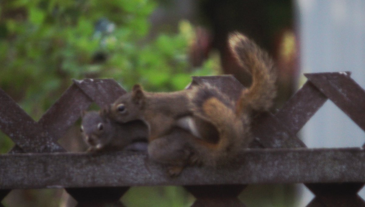 cdunningphoto's tweet photo. Not my usual quality.   But I was trying to focus through a screen and windows.  #squirrels https://t.co/Umzwx7wTRC