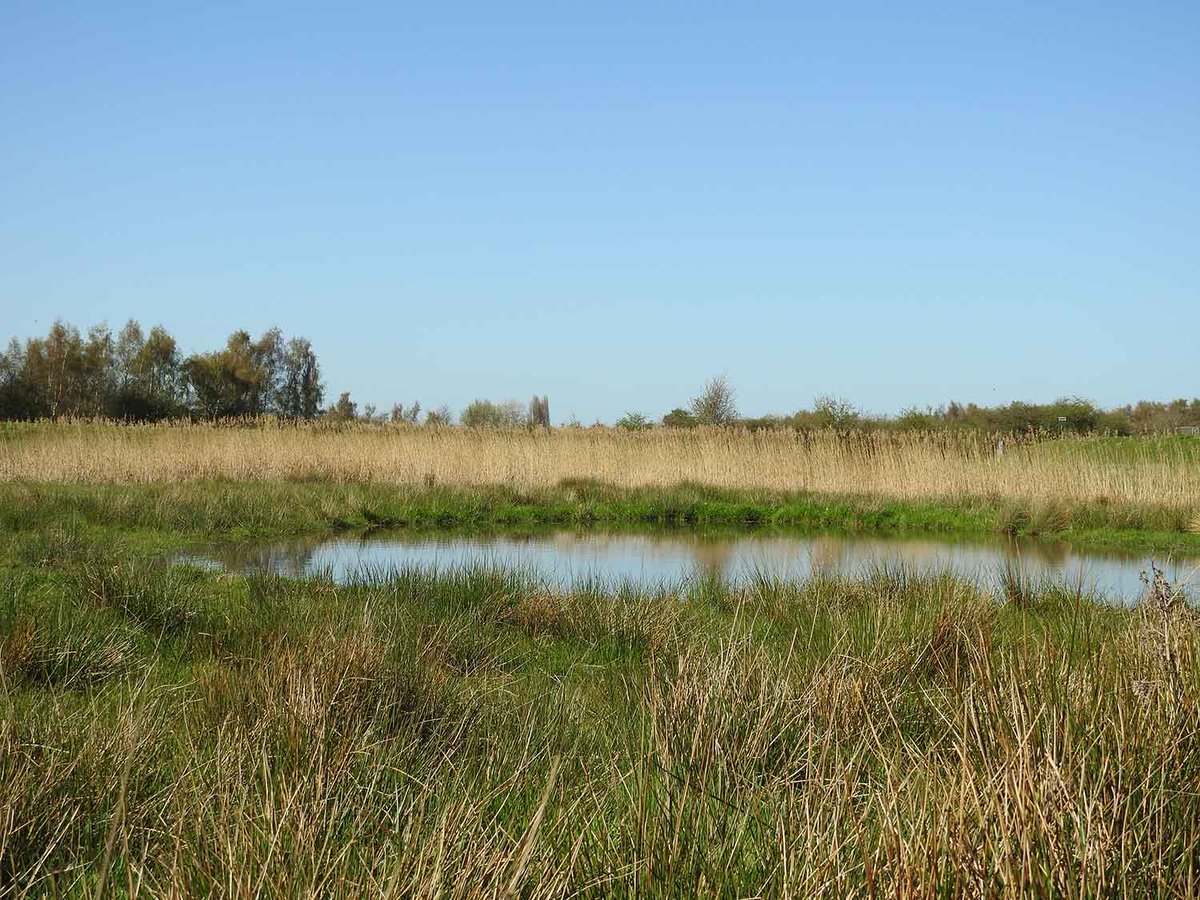 Sheffield & Rotherham Wildlife Trust (@wildsheffield) on Twitter photo We’ve secured funding from <a href="/FCC_Communities/">FCC Communities Foundation</a> to begin re-wetting work at Kilnhurst Ings this autumn!
A big win for wading birds like snipe & lapwing, plus dragonflies & damselflies - especially after the driest spring in 100 years. wildsheffield.com/reserves/kilnh… We’ve secured funding from <a href="/FCC_Communities/">FCC Communities Foundation</a> to begin re-wetting work at Kilnhurst Ings this autumn!
A big win for wading birds like snipe & lapwing, plus dragonflies & damselflies - especially after the driest spring in 100 years. wildsheffield.com/reserves/kilnh…