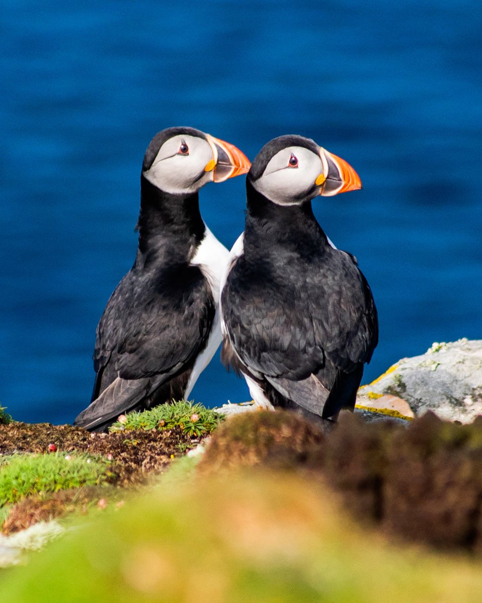 ScotGovNordic's tweet image. Fair Isle’s Bird Observatory has reopened 6 years after it was destroyed by a fire.
The £10m project was supported organisations including @ScotGov.
Fair Isle, with population of just 50, is located between Shetland and Orkney.
More 👇
bbc.co.uk/news/articles/…
