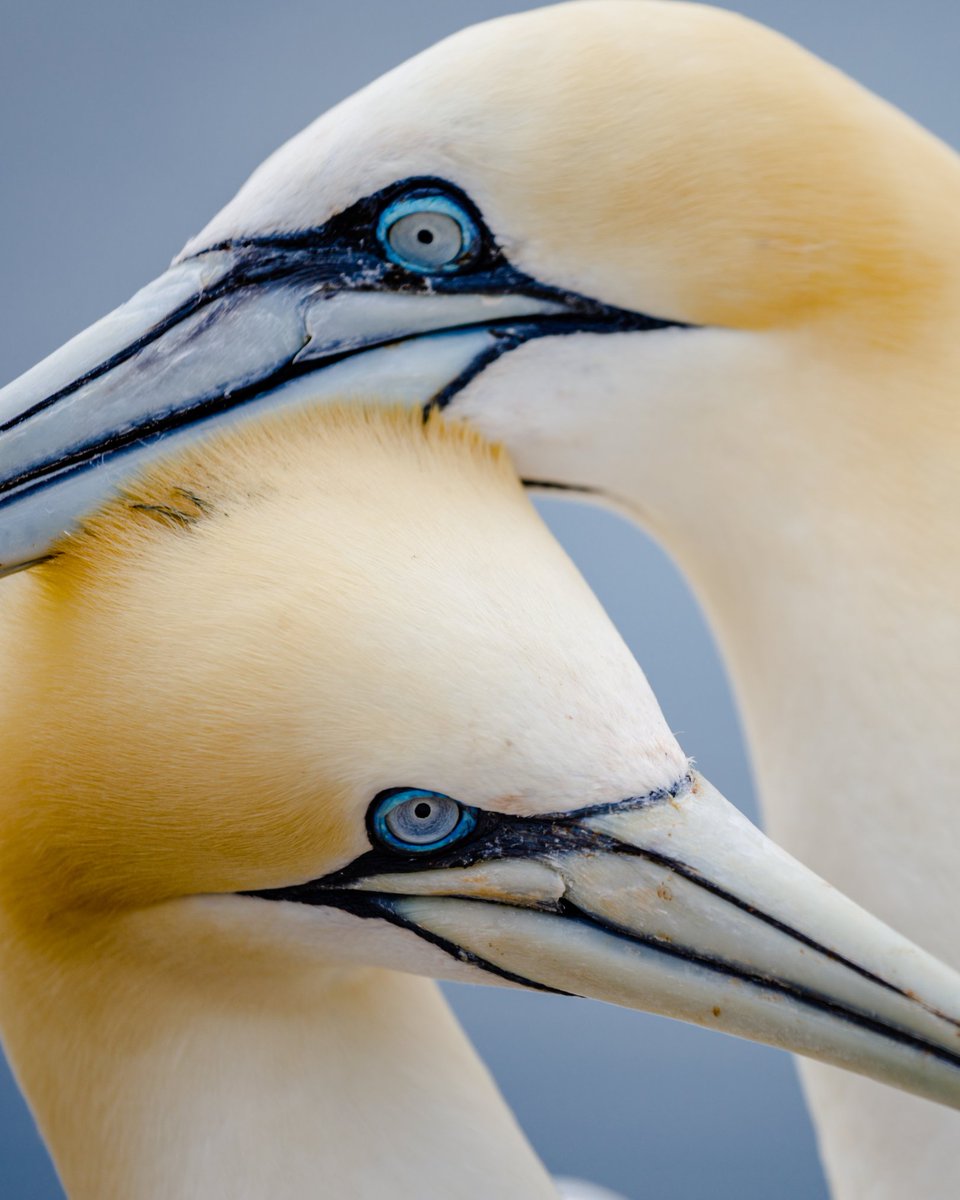 ScotGovNordic's tweet image. Fair Isle’s Bird Observatory has reopened 6 years after it was destroyed by a fire.
The £10m project was supported organisations including @ScotGov.
Fair Isle, with population of just 50, is located between Shetland and Orkney.
More 👇
bbc.co.uk/news/articles/…