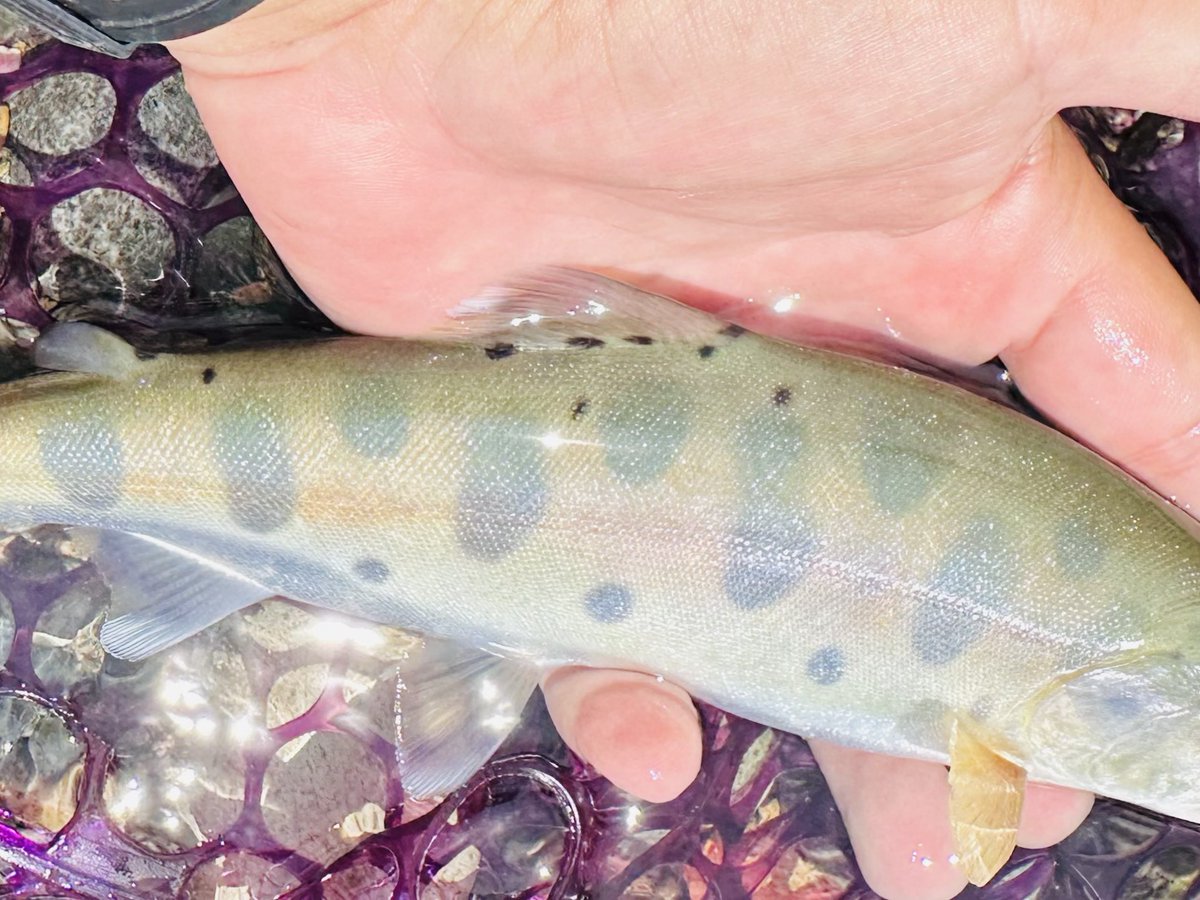 landlocknohito's tweet image. ツルンとした美ヤマメと頭まで虫食いが入ったイワナ🐟
イワナは利根ゴギとでも名付けておくか？

#Supremo
#MOFE
#ヤマメ
#イワナ
#本流