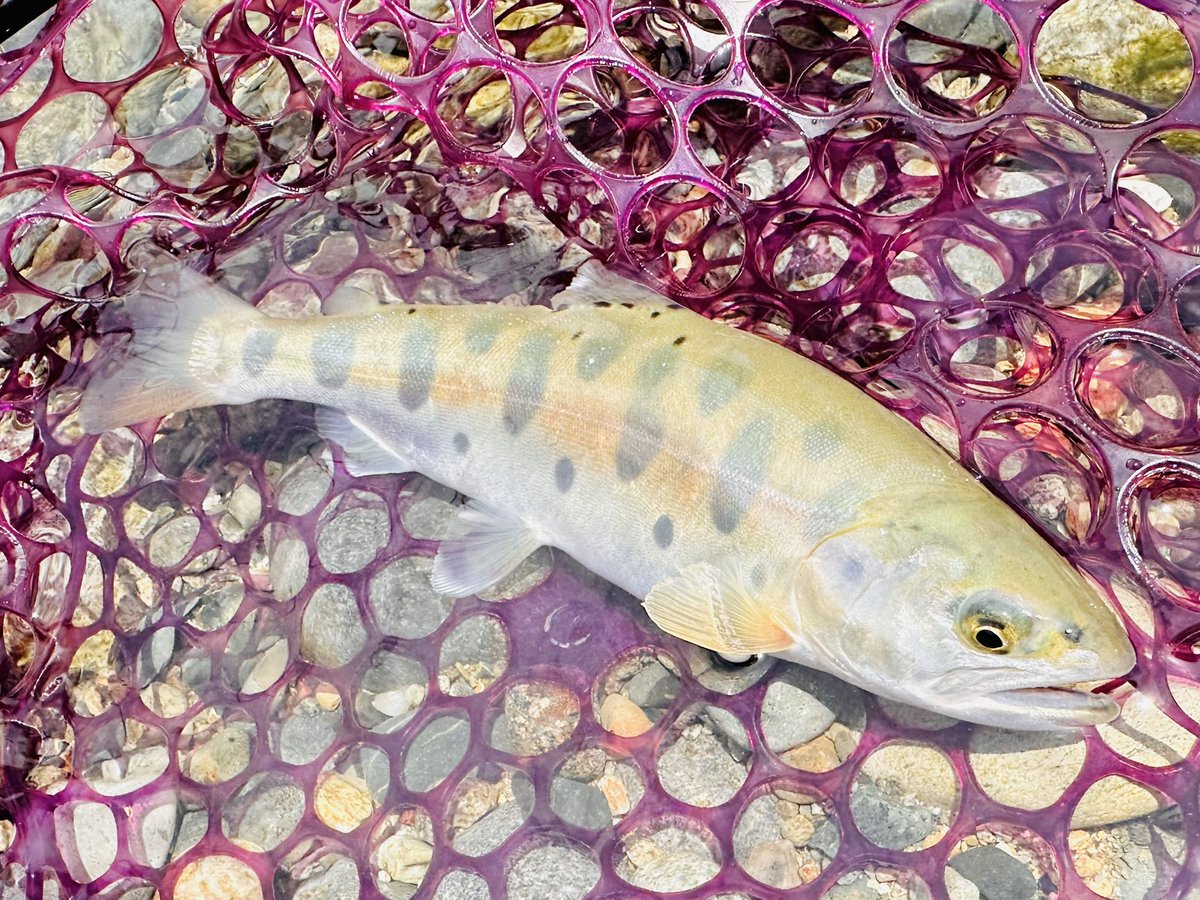 landlocknohito's tweet image. ツルンとした美ヤマメと頭まで虫食いが入ったイワナ🐟
イワナは利根ゴギとでも名付けておくか？

#Supremo
#MOFE
#ヤマメ
#イワナ
#本流