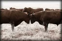 Bull Breeding Soundness Workshop July 2025
Wednesday 16th July 2025
Tullamore Court Hotel
08.30am – 17.30pm
10.5 CVE Credits
Click here to view the programme
veterinaryireland.ie/images/cve_ima…
Click here for the registration form
veterinaryireland.ie/images/cve_ima…