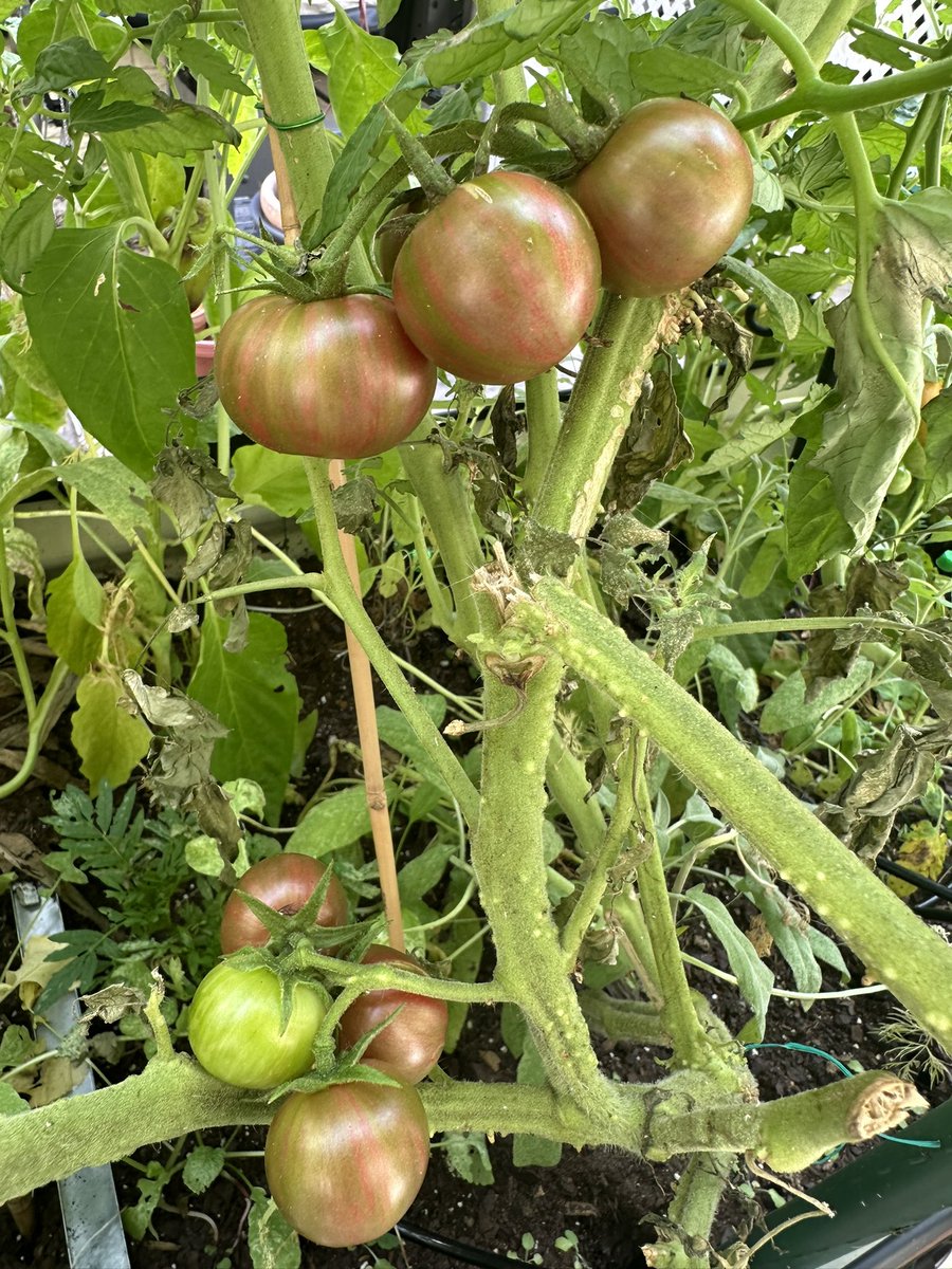 GASP!! My first ripe tomatoes of the season????