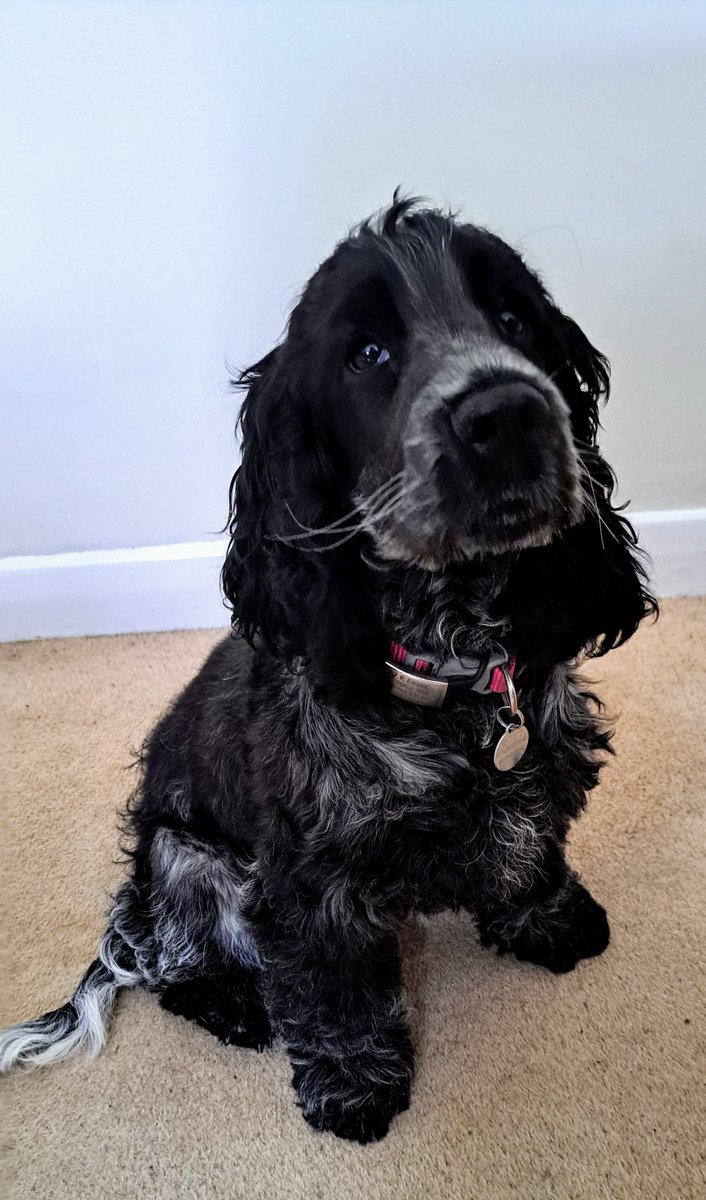 Well done Rylie 🐾🥰

Our clever cocker spaniel is showing off her super 'Sit' as she learns her basic cues.

Basic cues, like 'Sit', are such an important skill that Rylie will keep building on throughout the rest of her hearing dog training 🐕‍🦺