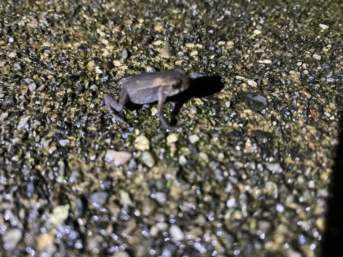 minexon's tweet image. カエルちゃん。体長2cm弱か？大きくなったねぇ。