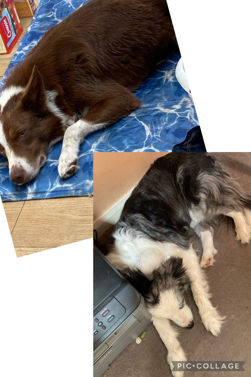 These two are beating the heat in style — one stretched out on a cool mat, the other tucked under my desk while I work just keeping a little eye on me. 🐾❄️

Perfect office companions!

#Se20CommunityMagazine #DogLover #DogsofSE20 #Penge #Anerley