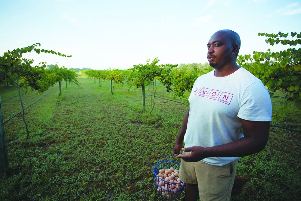 “Putting my hands in the dirt changed me,” says Davon Goodwin, a veteran turned farmer after a traumatic brain injury in Afghanistan.  Now he runs OTL Farms in NC, growing Muscadine grapes. “It’s a different way of serving.” 🌱#nifaimpacts photo <a href="/LauraLGingeric1/">Laura L Gingerich</a>