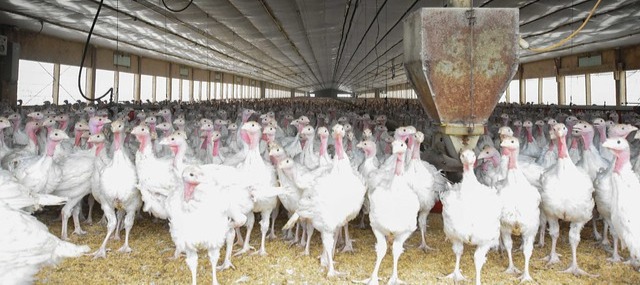 June is National Turkey Lovers Month! Minnesota has more turkeys than any other state in America, contributing to nearly 18% of the national turkey production. With roughly 600 turkey farms across the state, Minnesota produced more than nine million pounds of turkey in 2024.