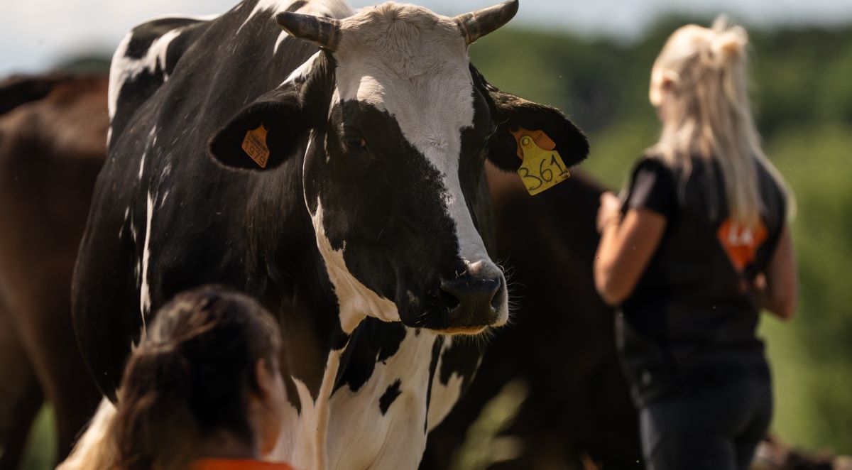 Anche quest'anno pubblichiamo con orgoglio il nostro Bilancio Sociale👉lav.it/bilancio-socia…
Un altro anno entusiasmante! 365 giorni, per un mondo dove ogni singolo animale abbia libertà, dignità, vita. #LAV