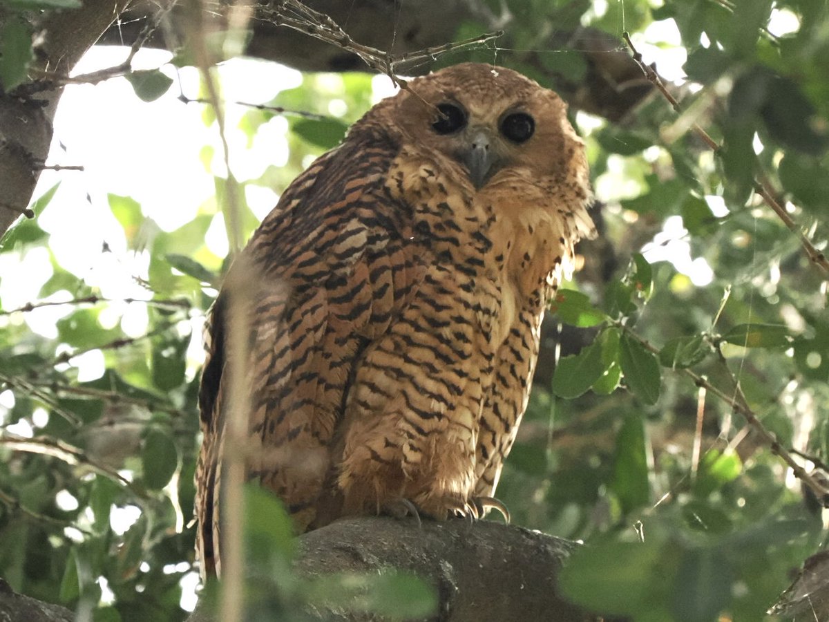 fred_fearn's tweet image. Pel’s Fishing Owl, Botswana today.