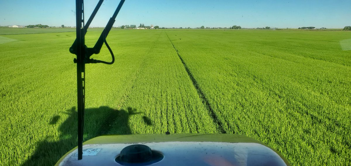 And here we are on the other side now, applying nutrition to the Esma barley prior to heading. The intent once again Is to keep the Brix levels high so we don't need insecticides or fungicides, while Nutrient Densifying the seed to be harvested. Refractometer pic was 5 days ago