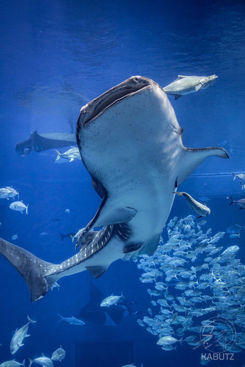 tan_sui_kabutz's tweet photo. 美ら海水族館のジンベエザメは世界最長飼育記録（30年超え）を更新し続けています https://t.co/onHnUavKb3
