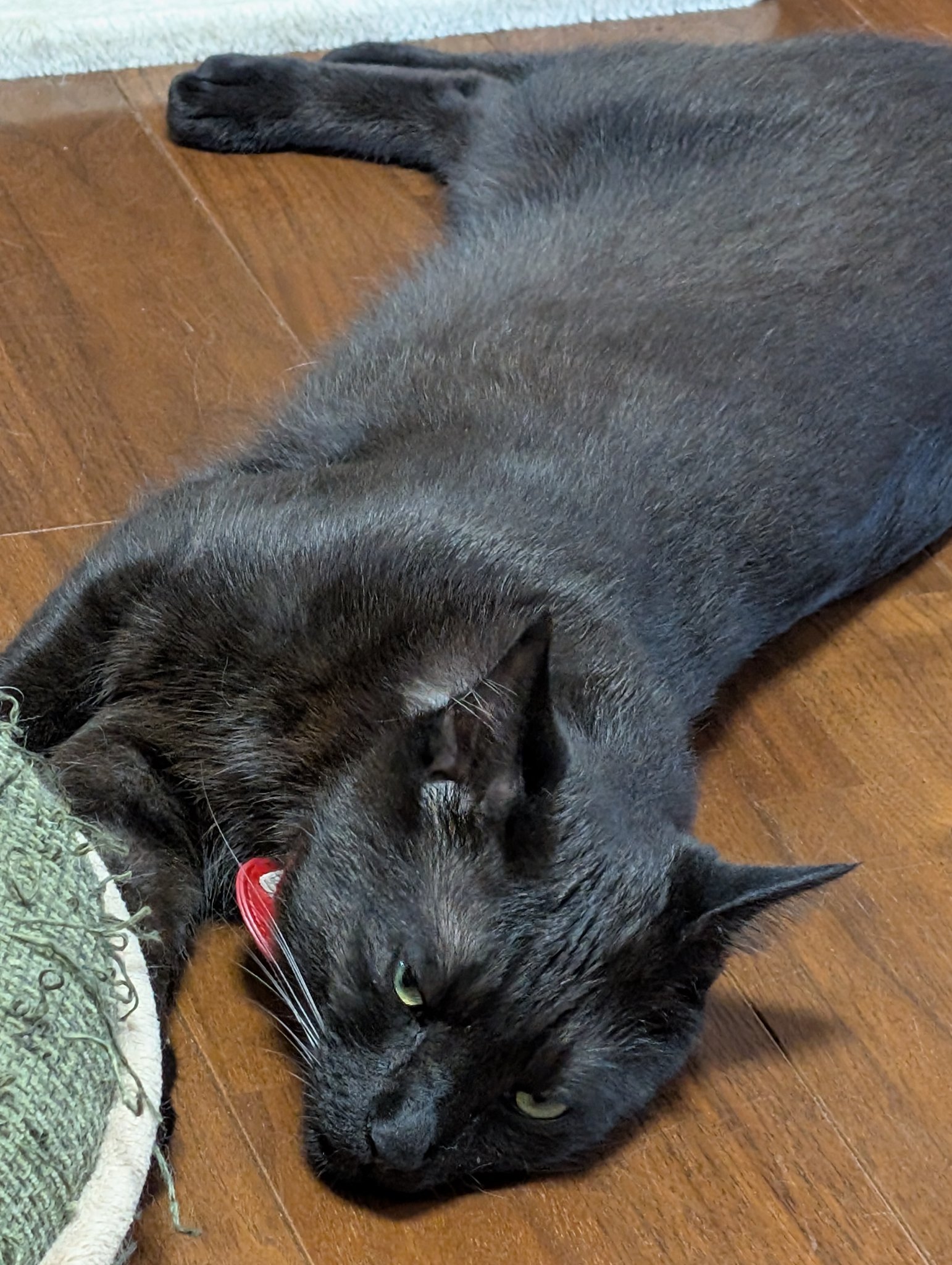 鳥猫 on X: 