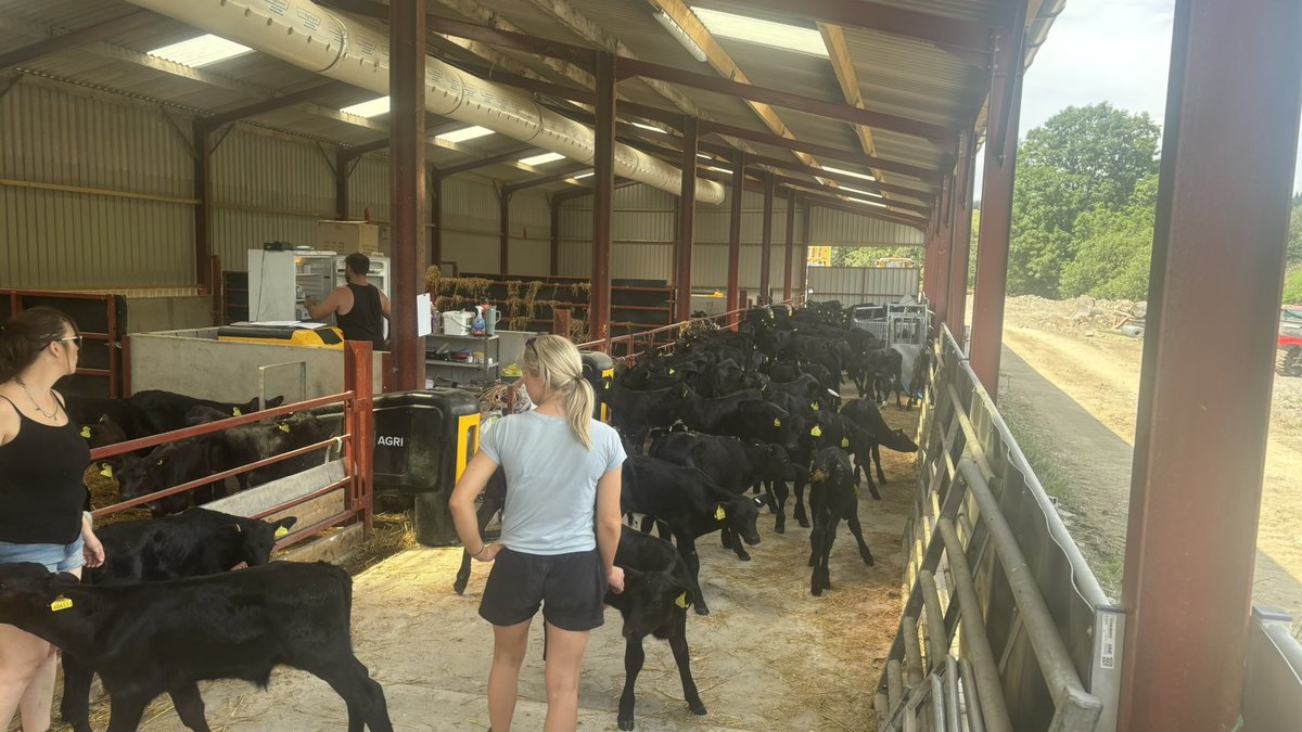 100 calves arrived this morning.
All needing vaccines, registration onto machine and a lot of TLC.

Hard work on a normal day but 10 times worst in this heat!! #heatwave2025 #calves #MondayMorning