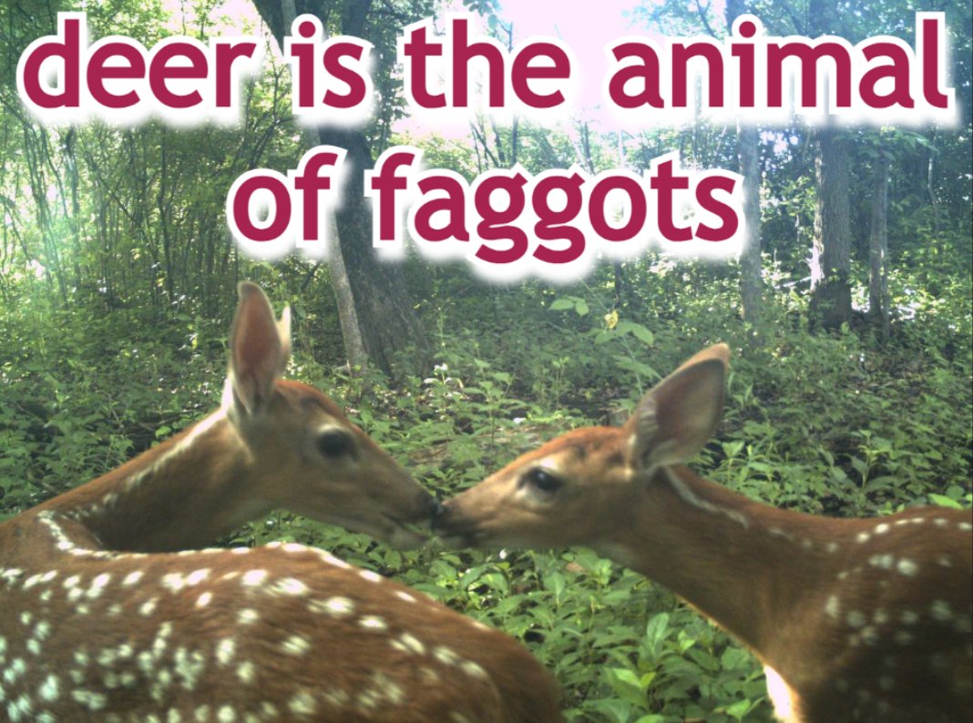 transgendeer (@ciervatonta) on Twitter photo 