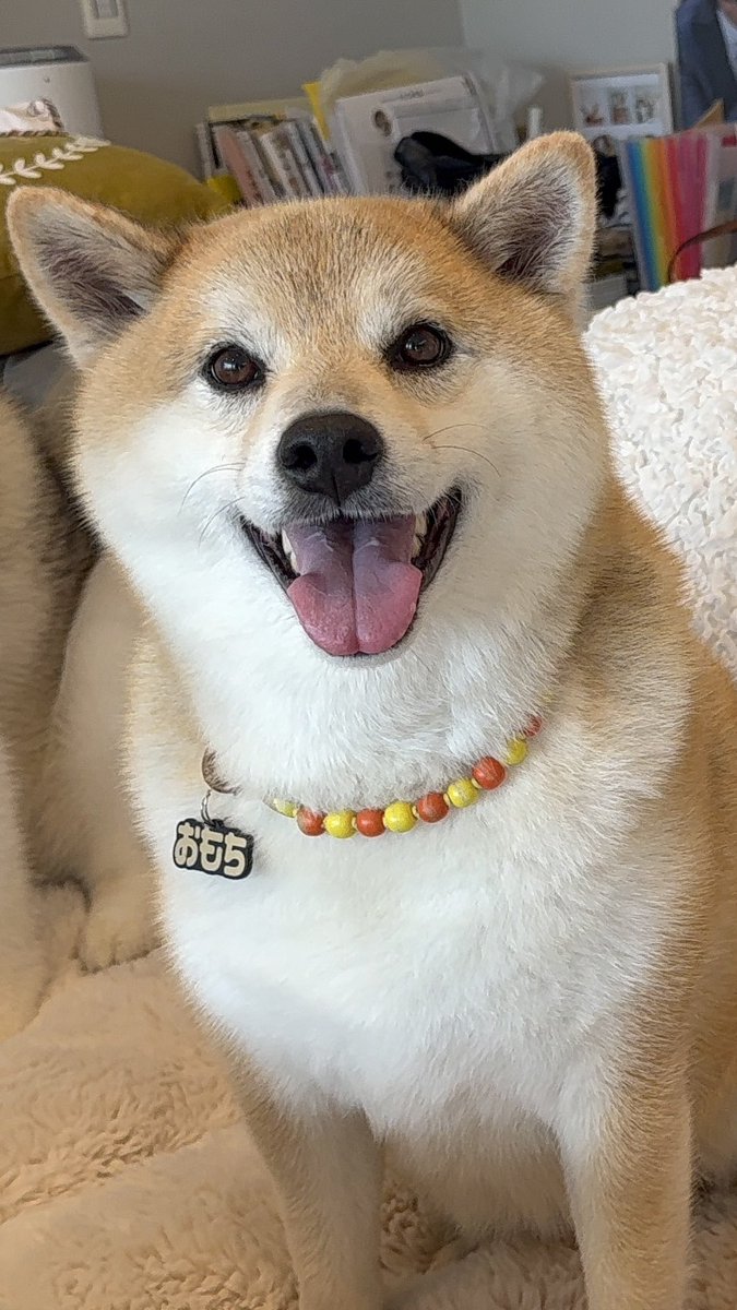 もちごめ兄弟 (@mochigome810) / Posts / X