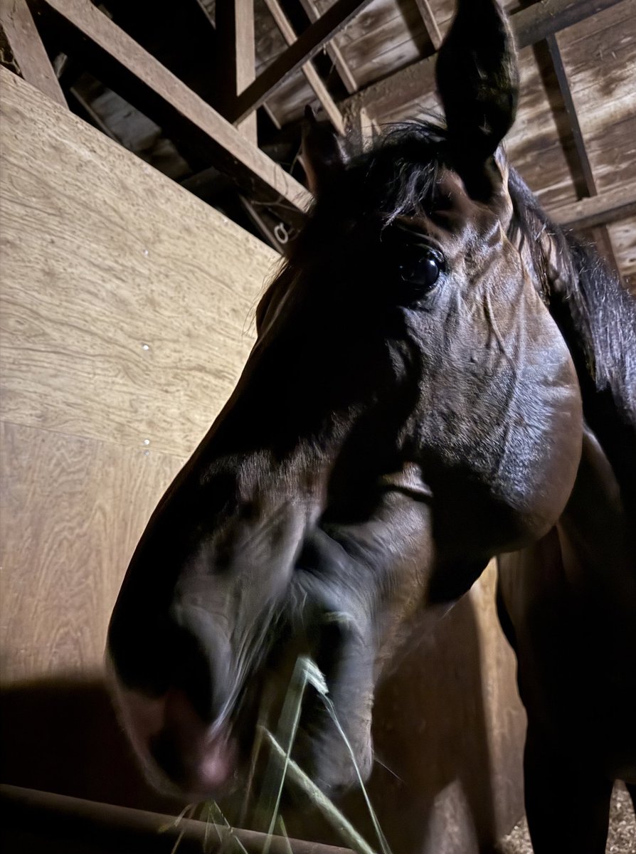 本日は船橋開催初日でした🐴

2頭が出走しました。

1R ザセントラル号　3着
2R テンタイカンソク号　2着

暑い中、2頭とも一生懸命走ってきてくれました🏇

夜に様子を見に行くと、草を食べるのに夢中なセントラルくんが😋