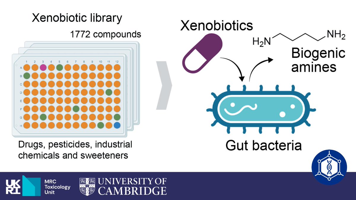 MRC_TU's tweet image. Researchers in the Patil lab at the MRC Toxicology Unit have identified that some drugs and environmental contaminants alter gut bacterial amine metabolism.
Find out more here: buff.ly/5akzsgs
@kiran_r_patil @Cambridge_Uni @Cambridge_SBS
