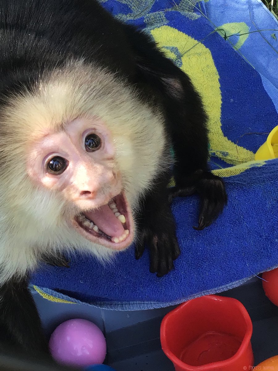 Sunshine is my favourite colour🌞😃🐵#bekindtoanimals #AFTERLIFE #storybookmonkeys