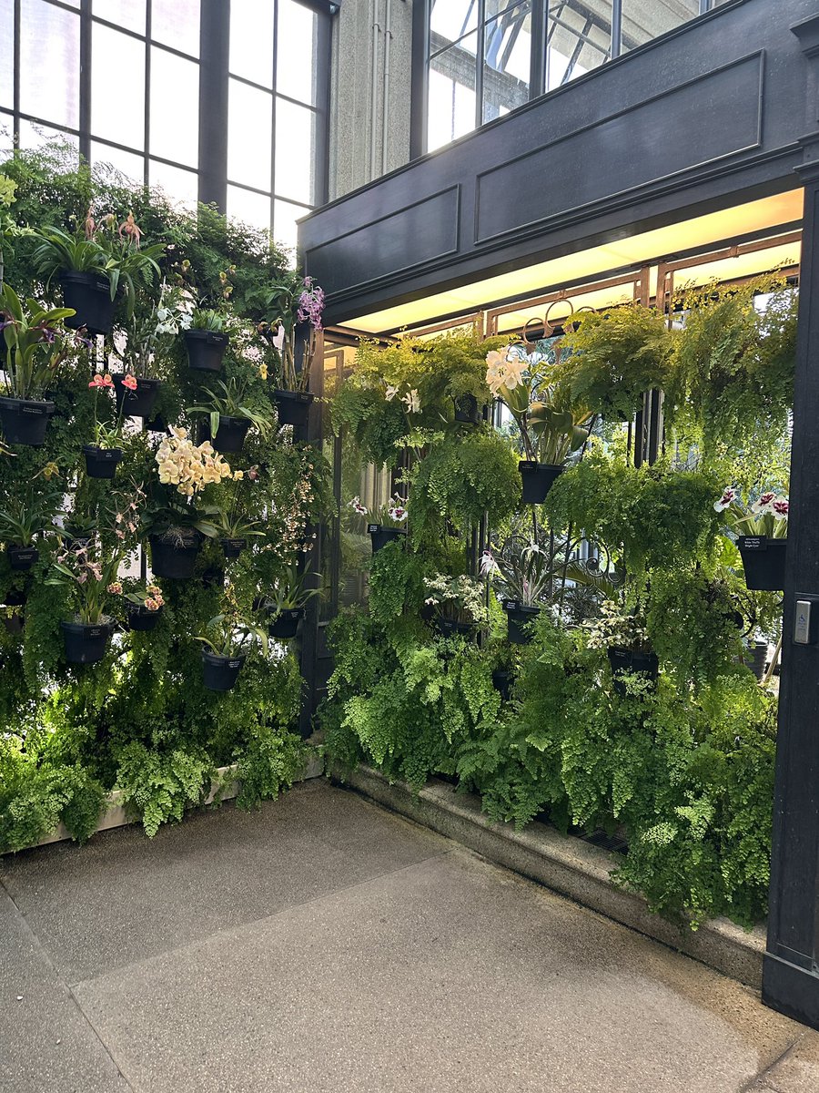 Had a very fun time at Longwood to celebrate <a href="/_kolkwitzia_/">Kolkwitzia 🌺</a> ‘s birthday with <a href="/MagnoliaSimms80/">Magnolia (Carol)</a>! Happy birthday Kolk, I hope you had a good surprise and a good weekend 😊❤️