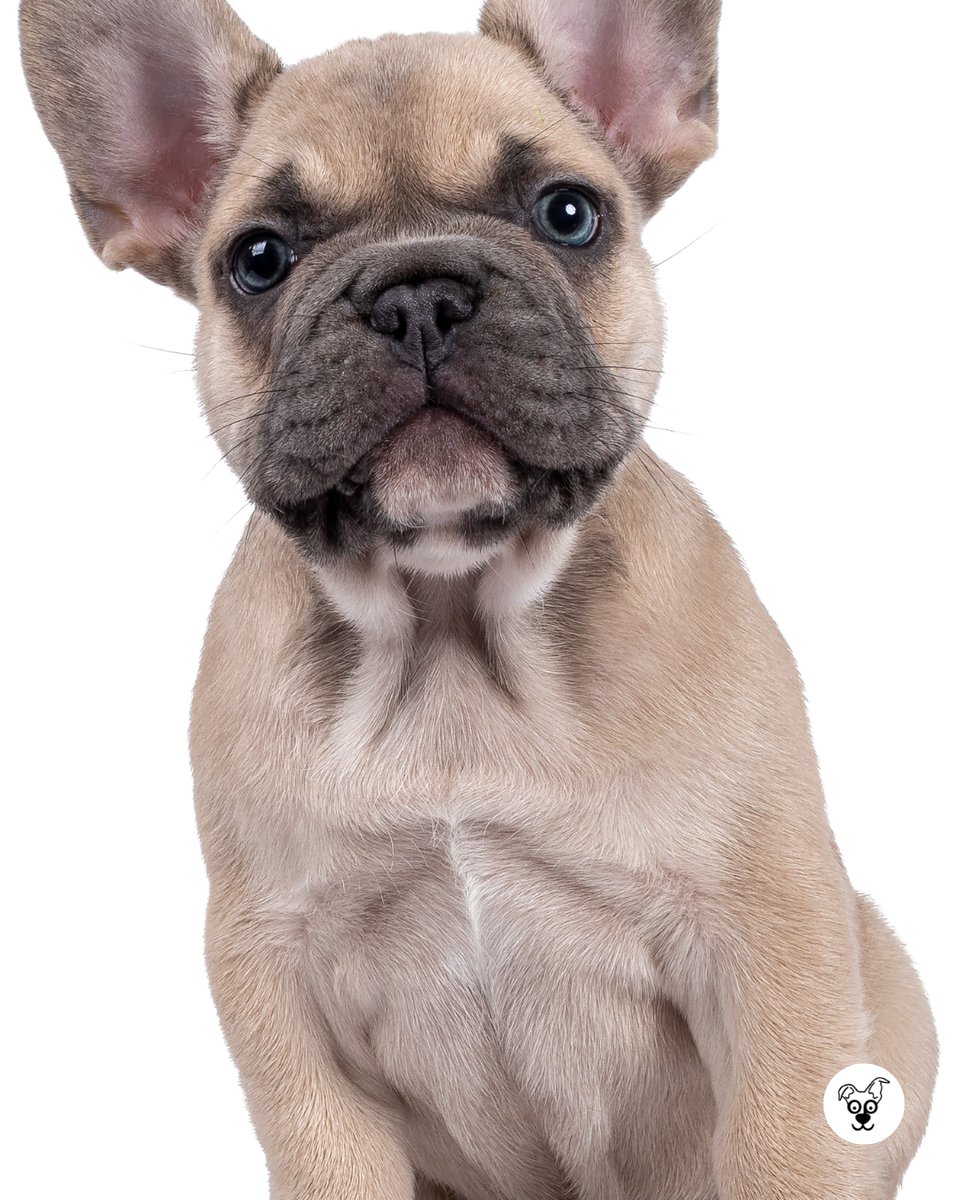 thesopawsome's tweet image. My Frenchie's motto: If it fits, I sits. And if it doesn't, I'll try anyway. 👑 #FrenchieProblems #FunnyDogs #BulldogMeme #DogHumor #SpoiledDog